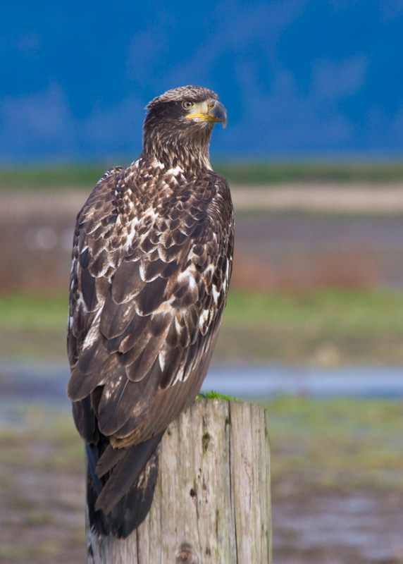 Juvenile Bald Eagle On Fence Post